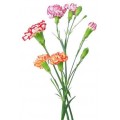 Mini Carnations - Novelty Assorted (bunch of 10 stems)
